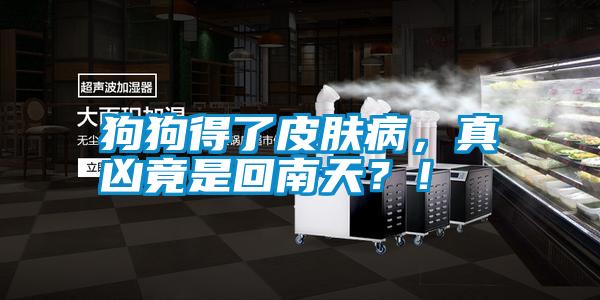狗狗得了皮膚病，真兇竟是回南天？！