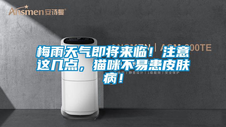 梅雨天氣即將來臨！注意這幾點，貓咪不易患皮膚??！