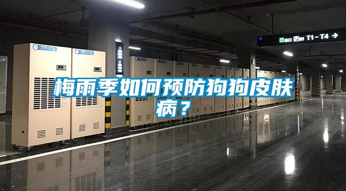 梅雨季如何預防狗狗皮膚??？