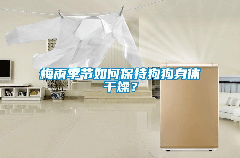 梅雨季節(jié)如何保持狗狗身體干燥？