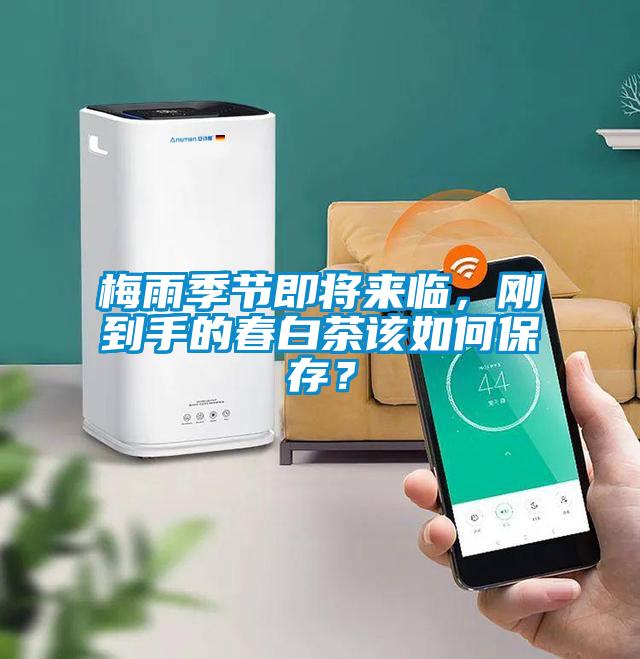 梅雨季節即將來臨，剛到手的春白茶該如何保存？