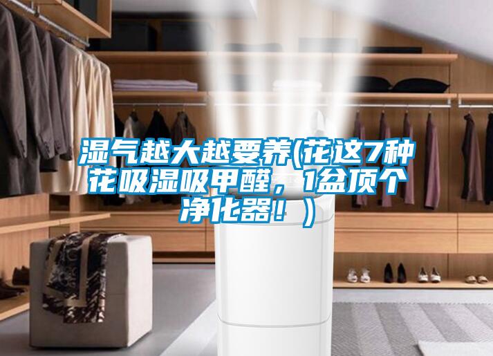 濕氣越大越要養(花這7種花吸濕吸甲醛，1盆頂個凈化器！)